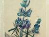 fleur.jpg