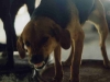 chiens.jpg